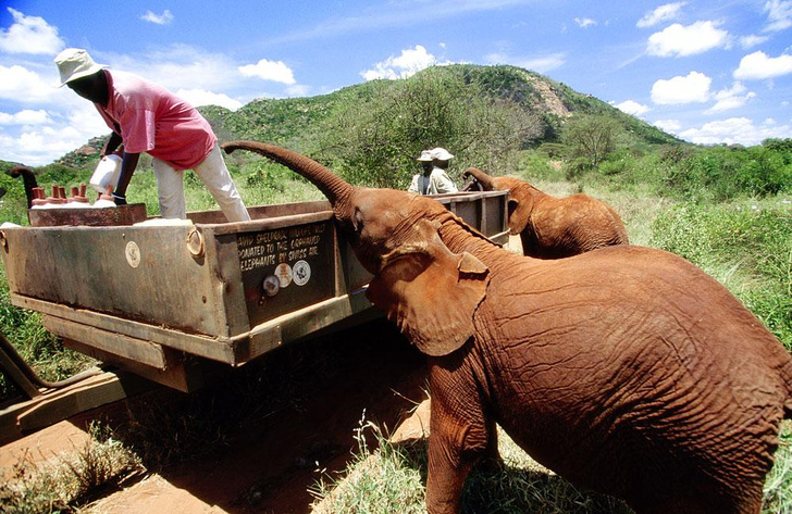 В мире животных: как в Кении стремятся сохранить природу