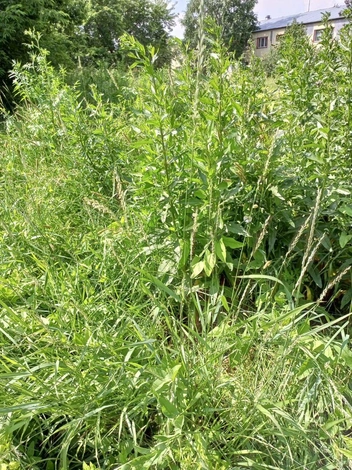 Растительность и повышенная влажность пришлась особенно по вкусу расплодившейся мошке | Источник: Читательница NGS42.RU