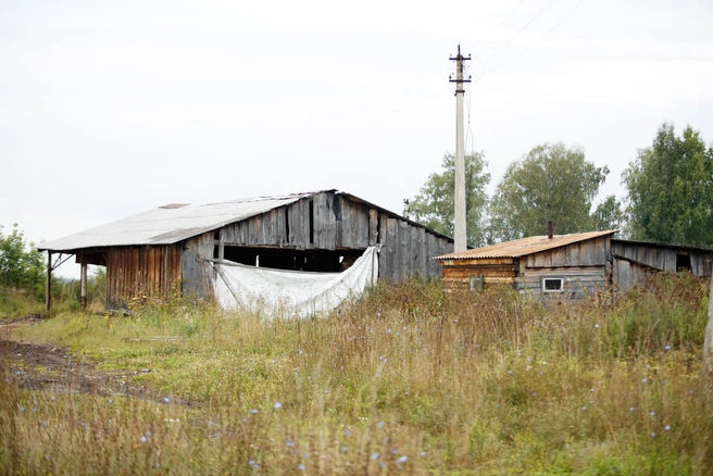 Полузаброшенная лесопилка Юрия Добкина в деревне Харино | Источник: Андрей Бортко / NGS.ru