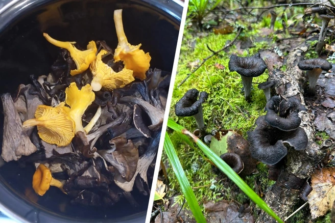 Грибы заметили в Чехове, Клинском, Одинцовском районе и Новой Риге  | Источник: «Грибы и Грибники Подмосковья» / vk.com, Манек Карасва / «Грибы в Подмосковье 2025» / vk.com