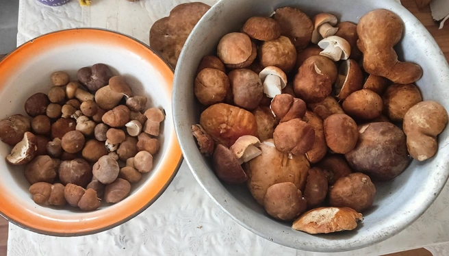 Такой урожай в лесах Азовского района  | Источник: «Грибы. Грибники Омска и Омской области"/ vk.com