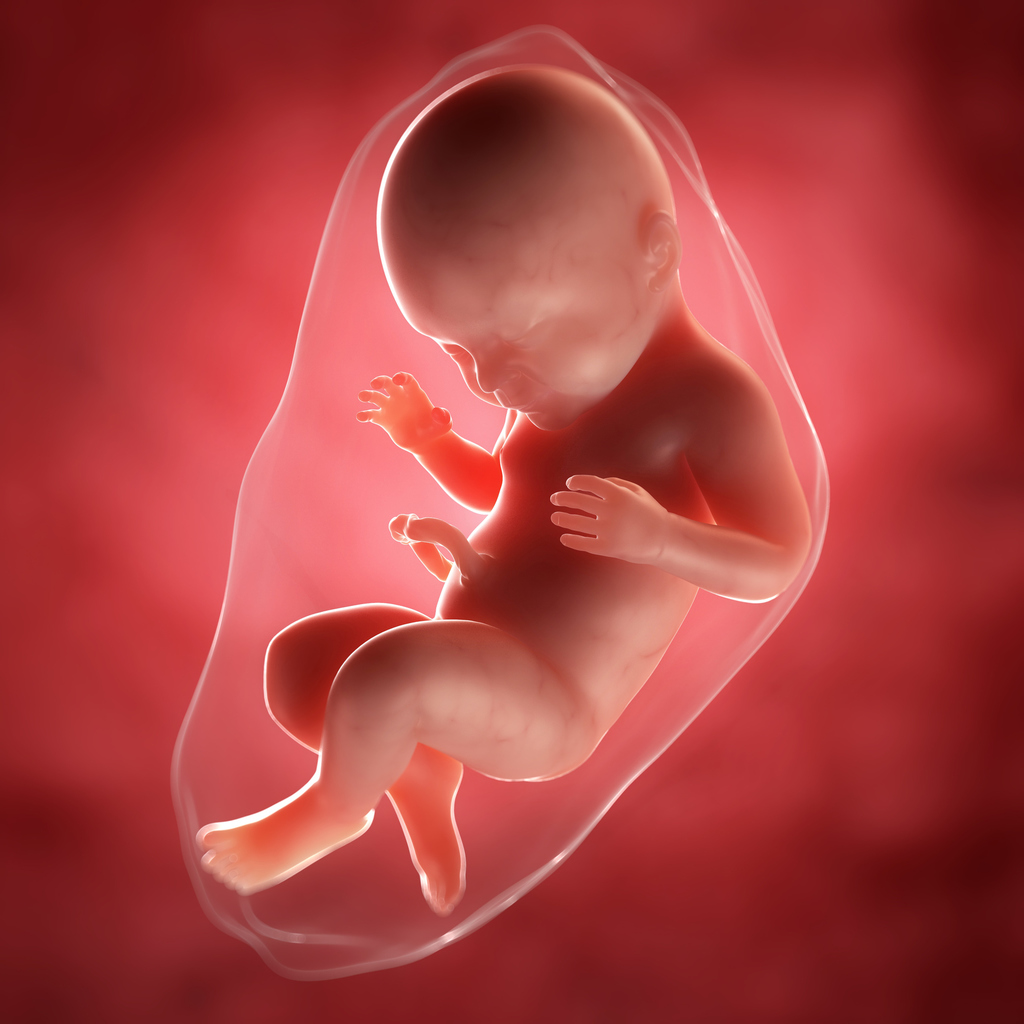 Плацента На Ранних Сроках Беременности Фото