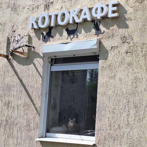 Коты любят смотреть на улицу, наблюдая за птицами | Источник: Александр Лисихин