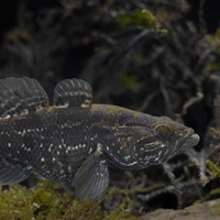 Зубастый гость из Азии: где и как живет рыба ротан