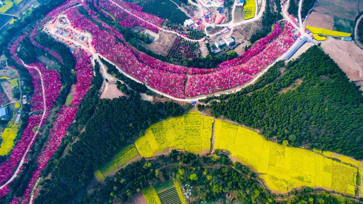 Цветение вишни в Китае: уникальные кадры (фото 5)