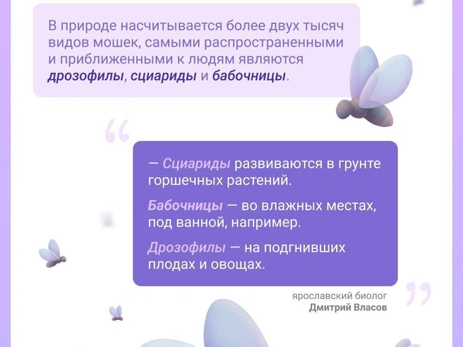 Эксперт рассказал, какие мошки залетают в дом | Источник: Евгения Бикунова / Городские порталы