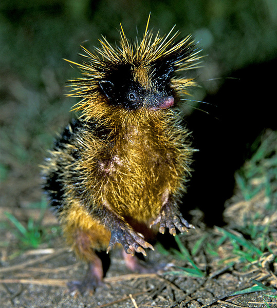 Щетинистый еж с Мадагаскара: как живет странный полосатый зверь тенрек