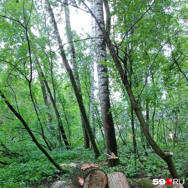 Источник: Читатель 59.RU 