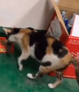 Видео с котом, который кормит мышь обедом, стало вирусным