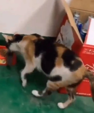 Видео с котом, который кормит мышь обедом, стало вирусным