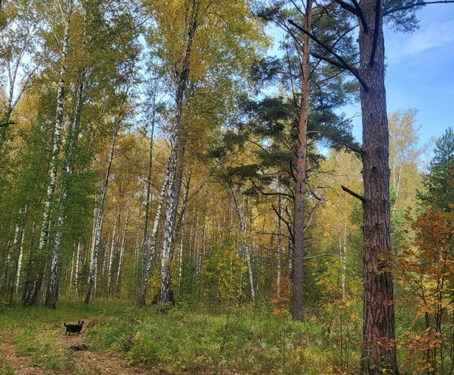 Выбирайтесь на природу и подышите лесным воздухом! | Источник: Ольга Николаева 