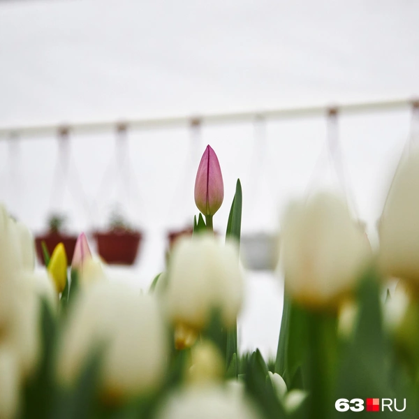 Источник: Роман Данилкин / 63.RU