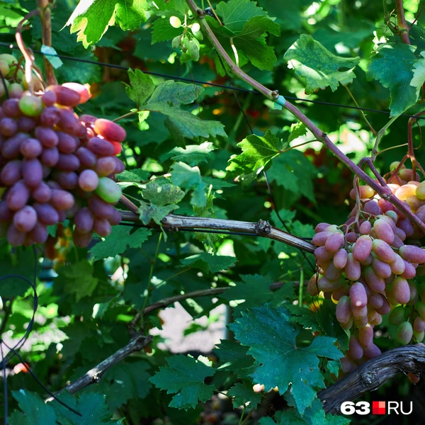 Источник: Роман Данилкин / 63.RU