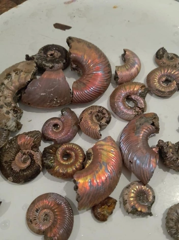 Найденные любителями аммониты | Источник: Юлия Тузова / Vk.com