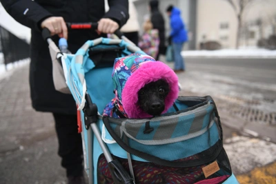 Strict Rules and Fines for Dog Owners in Russia
