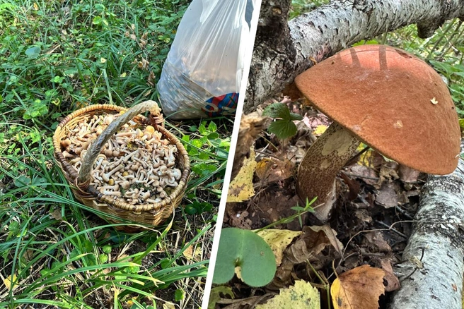 Рассказываем о самых грибных местах | Источник: «Грибы и Грибники Подмосковья» / vk.com