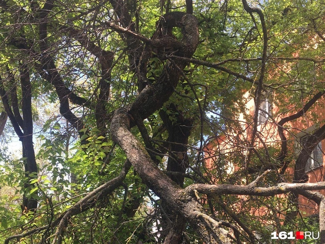 УК «Полиграф», обслуживающая дом, не отвечает за деревья | Источник: Наталья Гончарова