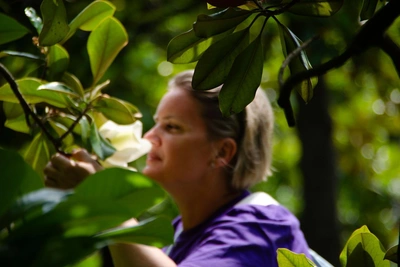 Сочи высадит 30 тысяч саженцев и изменит защиту растений