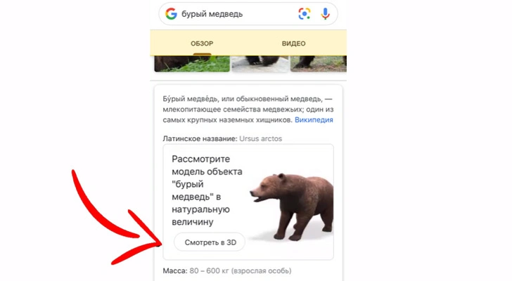 Залипательное развлечение от Google: трехмерное животное прямо у тебя дома