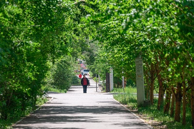 Озеленение Читы в 2025 году обошлось в 33,4 млн рублей