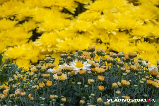 Источник: Елена Буйвол / VLADIVOSTOK1.RU