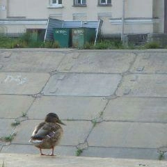 ЕДДС рекомендует принять меры предосторожности в связи с ухудшением погодных условий | Источник: www.city-n.ru