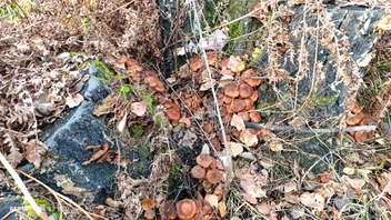 Грибной Железногорск в начале октября | Источник: Серега Черный / vk.com