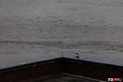 Дайджест Тюмени 28/04: модели без работы, сотрудник ФСБ