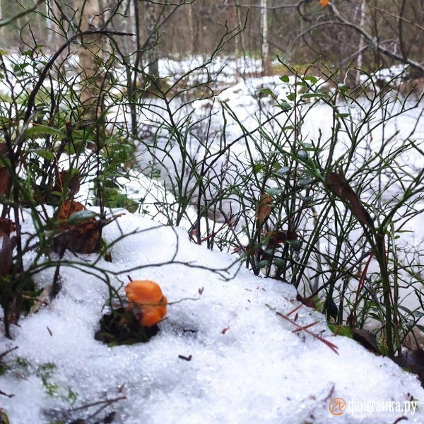 Источник: Сергей Елгазин