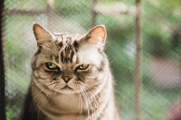 12 вещей, которые раздражают твоего кота