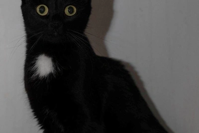 В Самаре ищут дом для поющей черной кошки