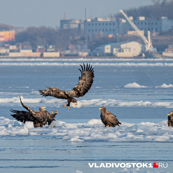Источник: Алиса Князева / VLADIVOSTOK1.RU