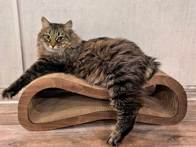 Из-за абсцесса коту пришлось ампутировать хвост | Источник: «Кошки в дар (Новосибирск) от „Потеряшка-НСК“» / Vk.com