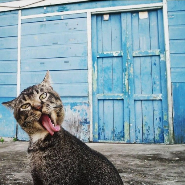 Источник: Esra Tatar / @comedypetphoto_awards 
