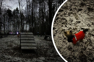 Владельцы собак жалуются на темноту в Балатовском парке