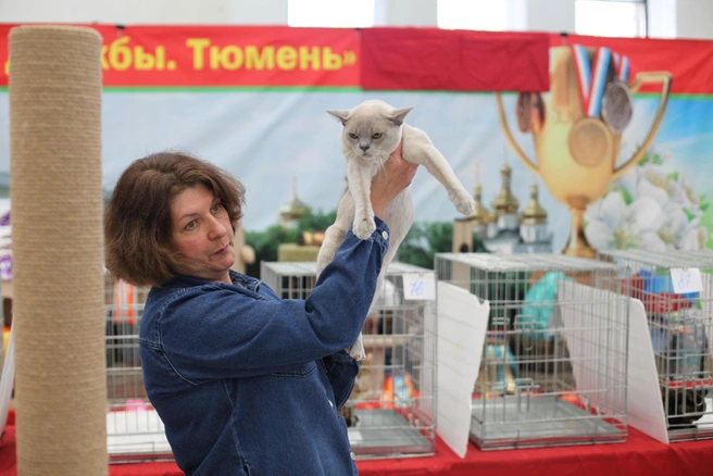 Интересно, а хотя бы одного довольного кота мы сегодня встретим? | Источник: Булат Нагимов