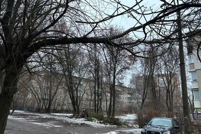 Обломившееся дерево в Рязани угрожает детям