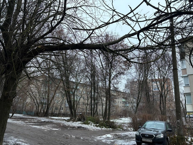 Ствол дерева нависает над дорогой и угрожает обрушиться на только на автомобили, но и на детей, идущих из детского сада | Источник: читатель YA62.RU