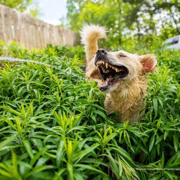 Carmen Cromer «Jurassic Bark» | Источник: Comedy Pet Photography Awards