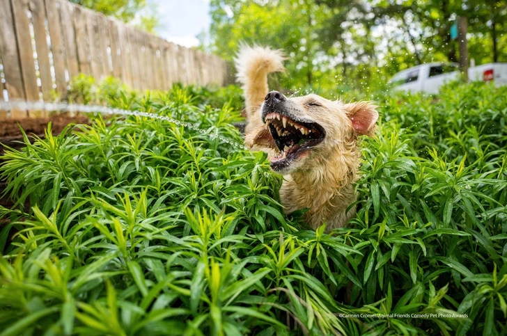 Самые смешные фотографии домашних питомцев — победители конкурса Comedy Pet Photo Awards-2021