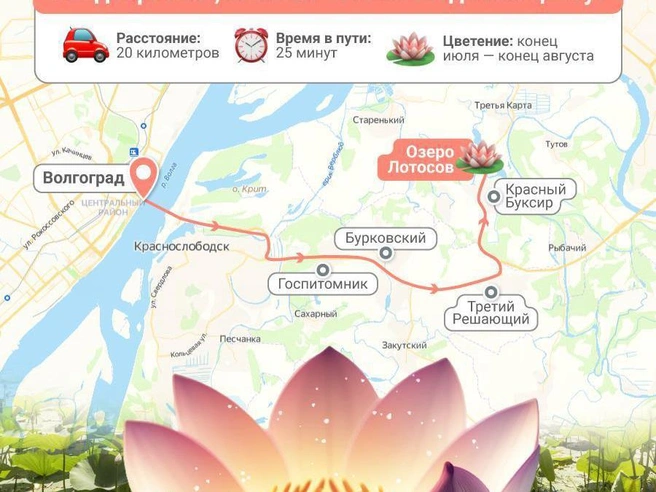 Смотрите, как добраться до озера лотосов, пока они еще цветут | Источник: Полина Авдошина / V1.RU
