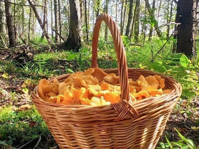 Найти лисички можно в Ногинском, Пушкинском, Одинцовском, Клинском районах. | Источник: Юлия Ковалева / Грибы в Подмосковье 2025 / VK.com