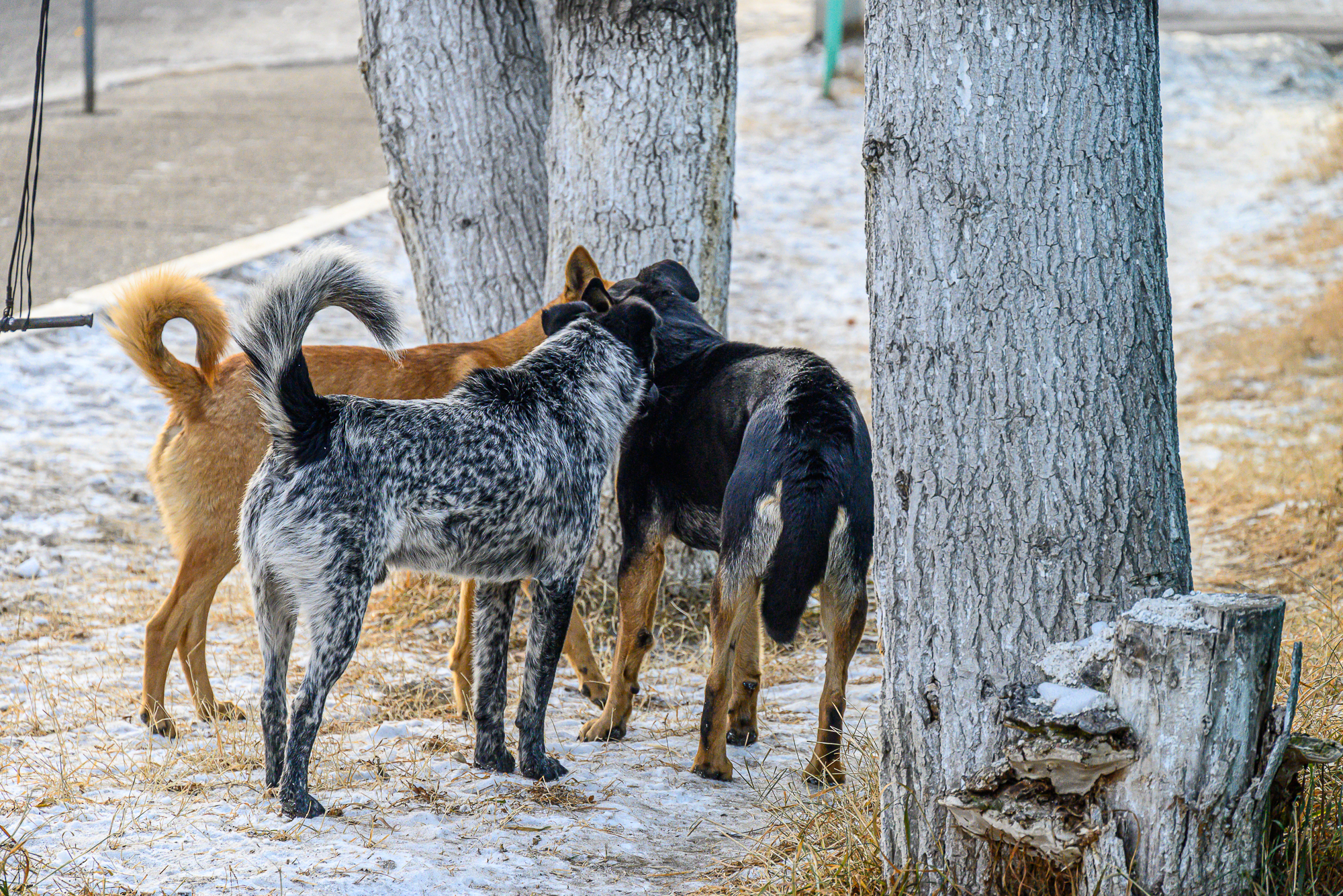 В соседнем Татарстане свора собак погрызла 9-летнюю девочку