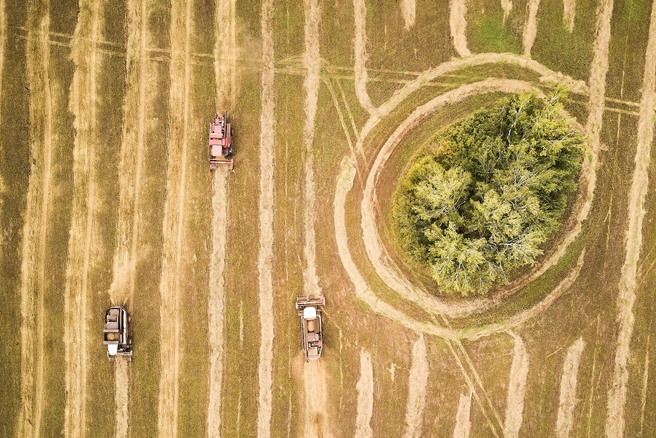 Урожайность в хозяйстве Вячеслава Тупицина достигла 61 центнера с гектара, что вдвое превышает средний показатель по Кузбассу | 142.ru