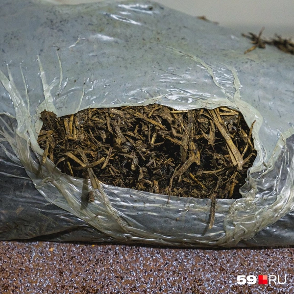 В мешках сделаны отверстия, чтобы грибы «дышали» | Источник: Тимофей Калмаков / 59.RU