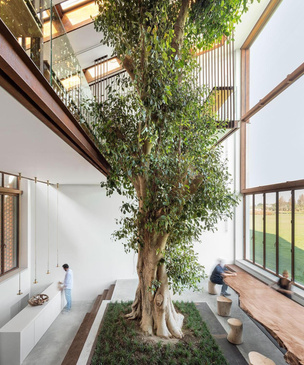 10 домов, внутри которых растут деревья