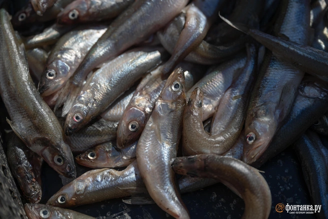 Выручка компании в 2024 году составила около 1,2 миллиарда рублей | Источник: Андрей Бок / FONTANKA.RU