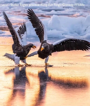 Самые смешные фото животных за осень 2025 года