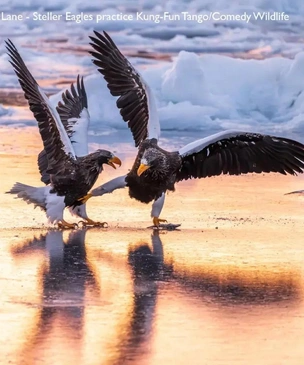 Самые смешные фото животных за осень 2025 года