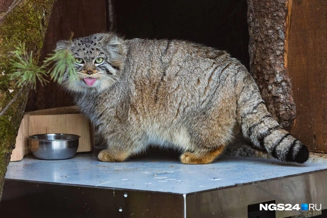 Это манул Борис, и у него сейчас зажировка | Источник: Парк «Роев ручей» Красноярск / Telegram